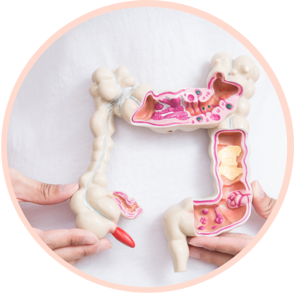 Human colon model held by hands.