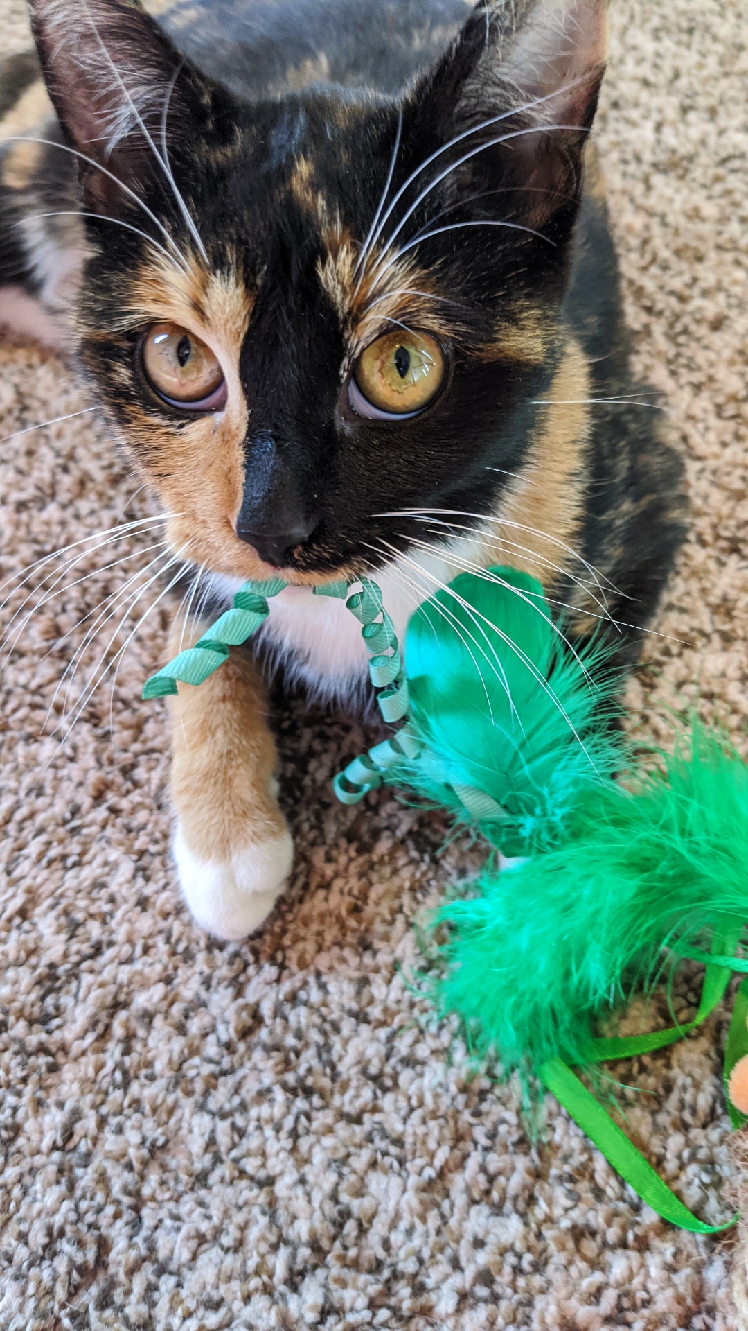 Biscuit & Muffin to Bryanna's Cat Bakery Diabetes Education