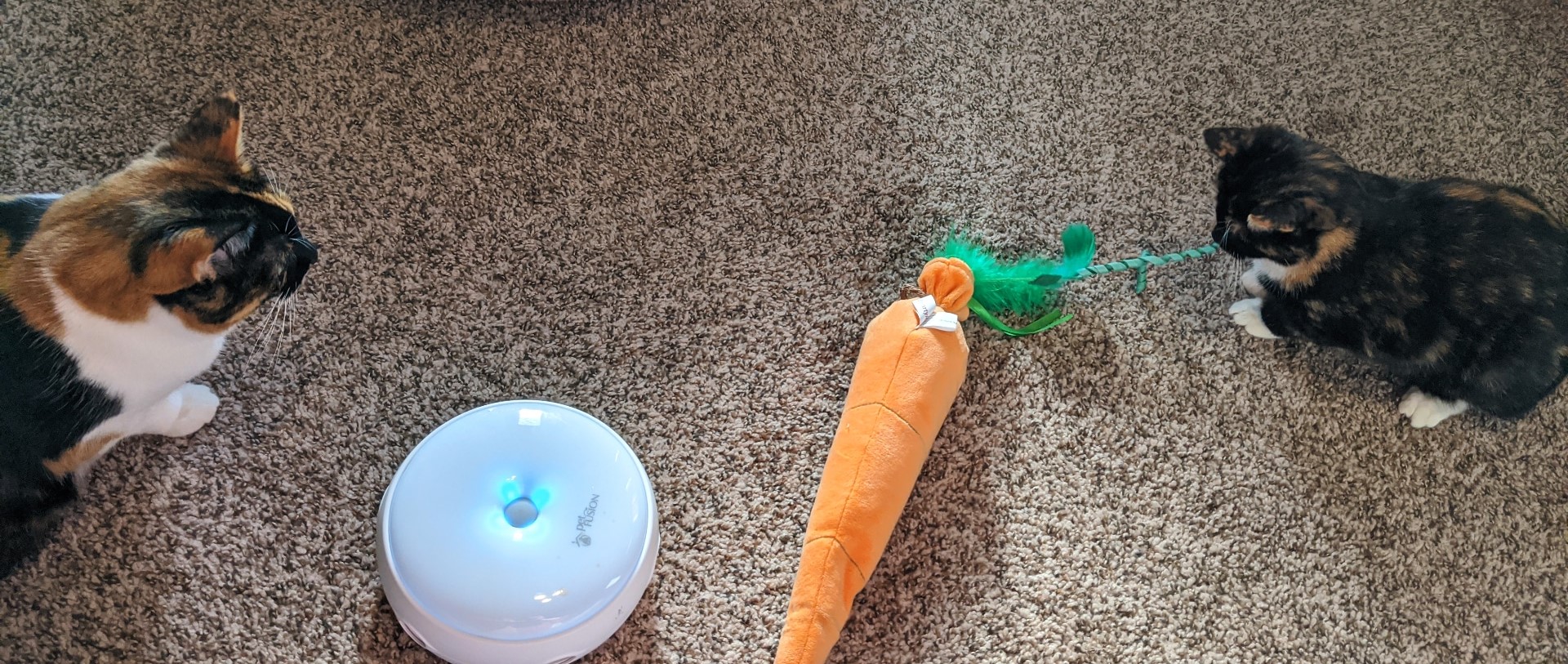 Biscuit & Muffin to Bryanna's Cat Bakery Diabetes Education